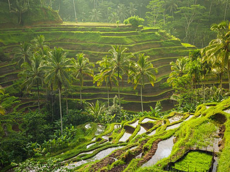 Paradiso / Bali - Ubud Turu